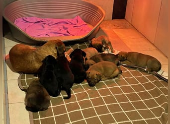 Baghira sucht ein Zuhause