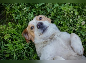 Biscuit sucht ein Zuhause