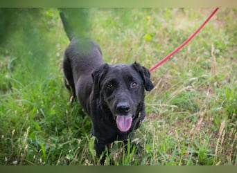 Chip 255190 sucht ein Zuhause