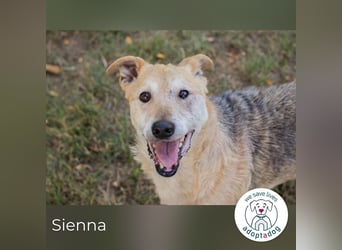 Sienna 2169668 sucht ein zu Hause