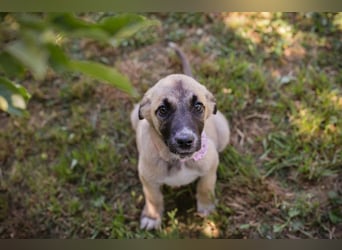 Chip 284176 sucht ein Zuhause