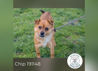 Chip 191148 sucht ein Zuhause