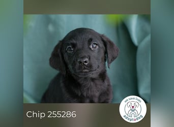 Chip 255286 sucht ein Zuhause