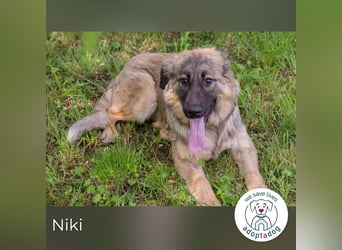 Niki kämpft sich ins Leben