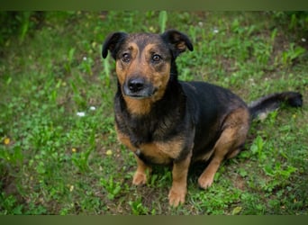 Chip 291029 sucht ein Zuhause