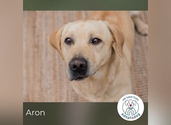 Aron: Tapfer trotz Verlust und Chaos