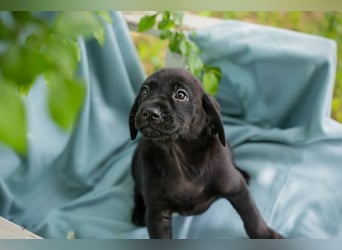 Chip 257699 sucht ein Zuhause