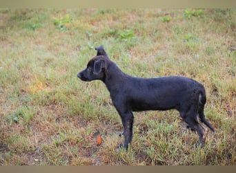 Savannah sucht ein Zuhause
