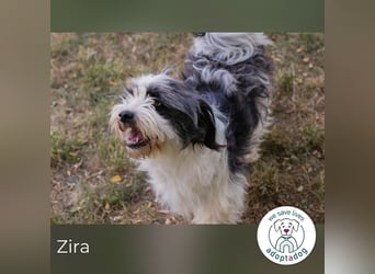 Zira sucht ein Zuhause
