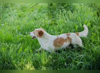 Biscuit sucht ein Zuhause