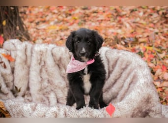 Chip 255497: Hundekind sucht ein Zuhause