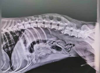 Sidney: Ein Wunder auf vier Pfoten