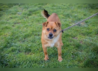 Chip 191148 sucht ein Zuhause