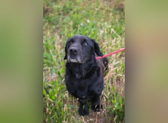Chip 255190 sucht ein Zuhause