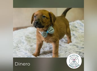 Dinero sucht ein Zuhause