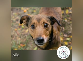 Mia sucht ein Zuhause
