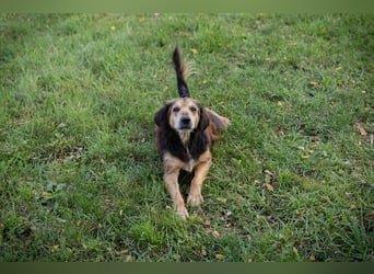 Chip 279751 sucht ein zu Hause