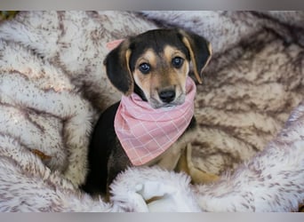 Funny: Hundekind sucht ein Zuhause