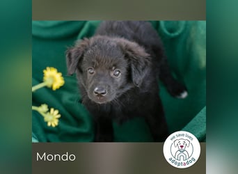Mondo sucht ein Zuhause