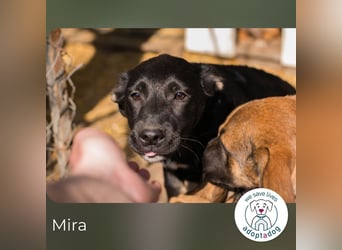 Mira: Süßes Welpenmädchen