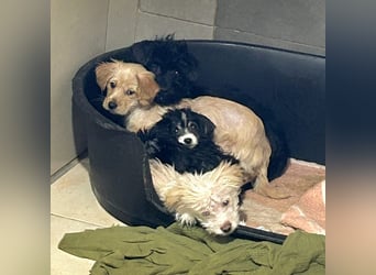 Grumpy sucht ein Zuhause