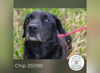 Chip 255190 sucht ein Zuhause