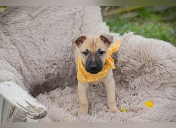 Chip 272005 sucht ein Zuhause