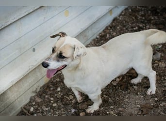 Chip 272077 sucht ein Zuhause