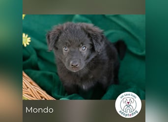 Mondo sucht ein Zuhause
