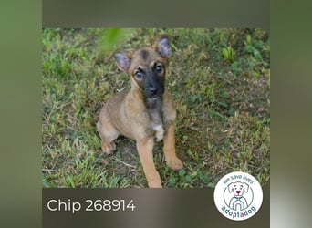 Chip 268914 sucht ein Zuhause