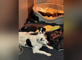 Chip 271308 sucht ein Zuhause