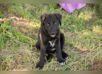 Chip 263970 sucht ein Zuhause