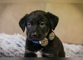 Milo sucht ein Zuhause