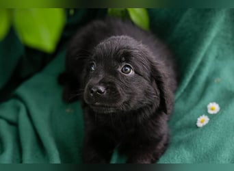 Chip 254222 sucht ein Zuhause