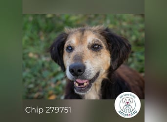 Chip 279751 sucht ein zu Hause