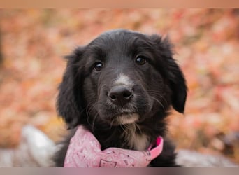 Chip 255497: Hundekind sucht ein Zuhause