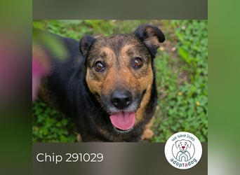 Chip 291029 sucht ein Zuhause