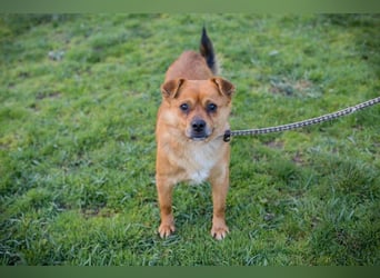 Chip 191148 sucht ein Zuhause