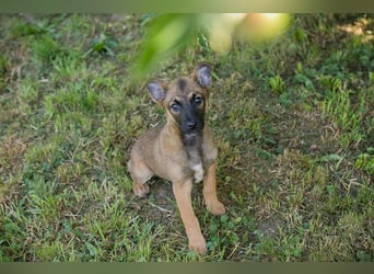 Chip 268914 sucht ein Zuhause