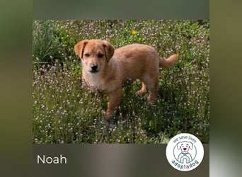 Noah sucht ein Zuhause
