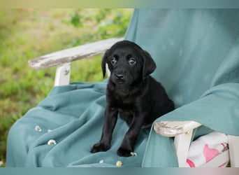 Chip 255286 sucht ein Zuhause
