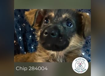 Chip 284004 sucht ein Zuhause