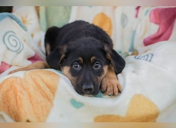 Chip 271308 sucht ein Zuhause