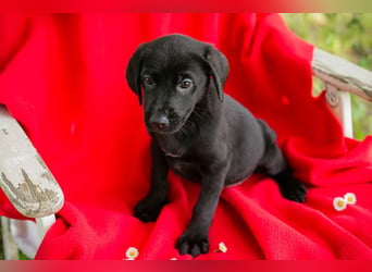 Chip 255437 sucht ein Zuhause