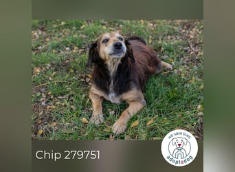 Chip 279751 sucht ein zu Hause