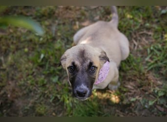 Chip 284176 sucht ein Zuhause