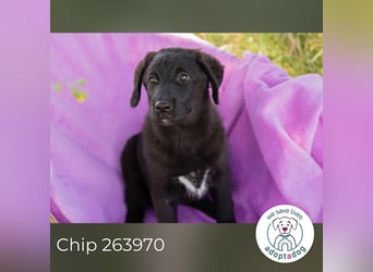 Chip 263970 sucht ein Zuhause