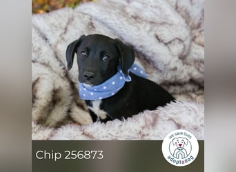 Chip 256873: Hundekind sucht ein Zuhause