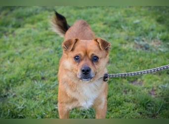 Chip 191148 sucht ein Zuhause