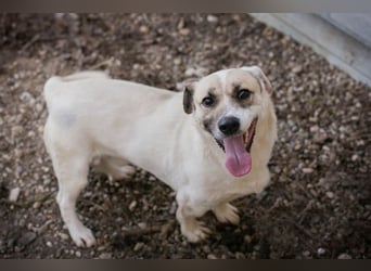 Chip 272077 sucht ein Zuhause